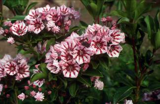 K. latifolia Candy Cane