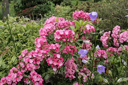 Kalmia and bellflower