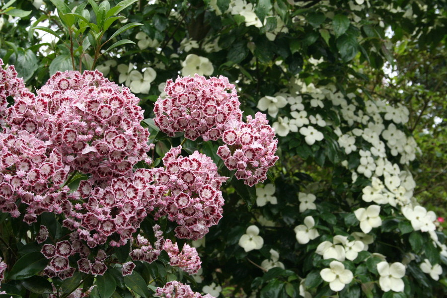 Kalmien und Blumenhartriegel